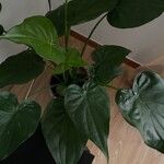 Alocasia cucullata Листок