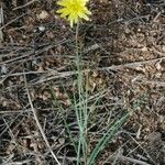 Scorzonera aristata 葉