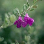 Leucophyllum frutescens Flors