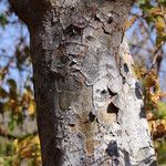 Commiphora mollis Casca