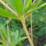 Lomelosia palaestina Casca