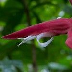 Heliconia pendula 花