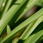 Hemerocallis fulva Blatt