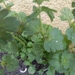 Lamium amplexicaule Leht