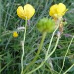 Ranunculus acris Blomma