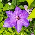 Clematis patensFlower