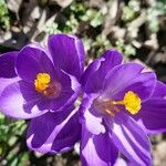 Crocus flavus Kwiat