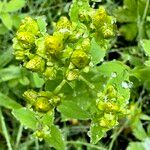 Hypericum maculatum Blüte