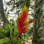 Vriesea carinata Blüte