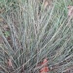 Festuca glauca Habitus