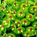 Euphorbia × martini Flower