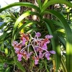 Vanda insignis Flower