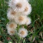 Erigeron bonariensis Fruit