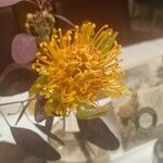 Leucospermum cordifolium花