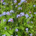 Myosotis sylvatica अन्य