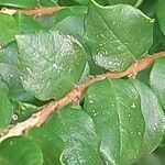 Luma chequen Blatt