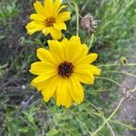 Encelia californica फूल