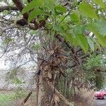 Toona ciliata Fruit