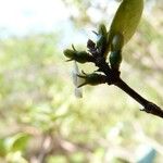 Fernelia buxifolia Fiore