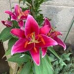 Lilium bulbiferum Flower