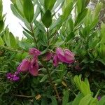 Halimodendron halodendron Flor