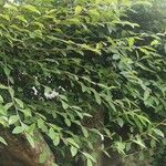 Cotoneaster pannosus ശീലം