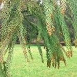 Cryptomeria japonica Blad