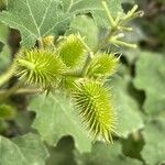 Xanthium orientale ഫലം