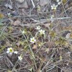 Androsace septentrionalis Flors