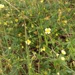 Potentilla erectaFlower