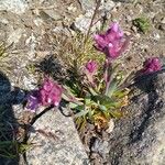 Viscaria alpina Fleur