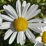 Aster incisus Flower