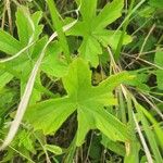 Pelargonium multibracteatum Leaf