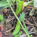 Commelina africana Fruit