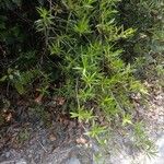 Ernodea littoralis Hábito