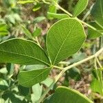 Baptisia alba Leaf