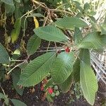 Fuchsia boliviana Folio