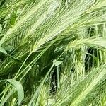 Hordeum murinum 果實