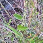 Celosia anthelminthica برگ