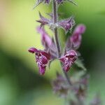 Stachys alpina Flower