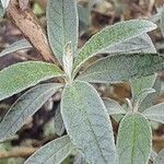 Buddleja globosa पत्ता