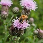 Cirsium arvense Virág