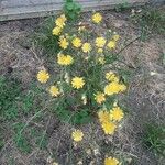 Crepis capillarisBlüte