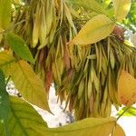 Fraxinus pennsylvanica Fruit