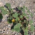 Xanthium strumarium Habit