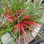 Bromelia balansae Fuelha