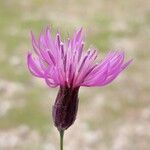 Crupina crupinastrum Flower