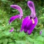 Brillantaisia lamium Flower