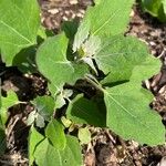 Chenopodium ficifoliumLeaf