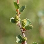 Betula nana Blomst